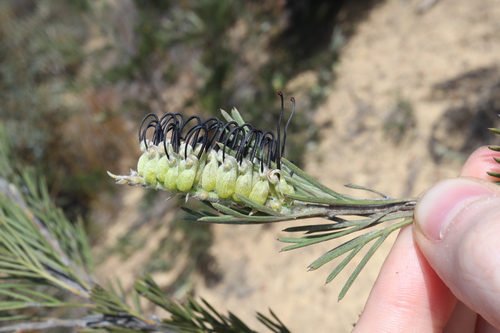 Image of Grevillea hookeriana by (c) Thomas Mesaglio, some rights reserved (CC BY)
