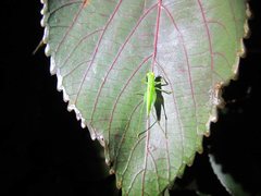 Austrophlugis debaari