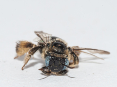Exomalopsis