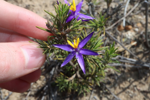 Calectasia valida (Calectasia valida)