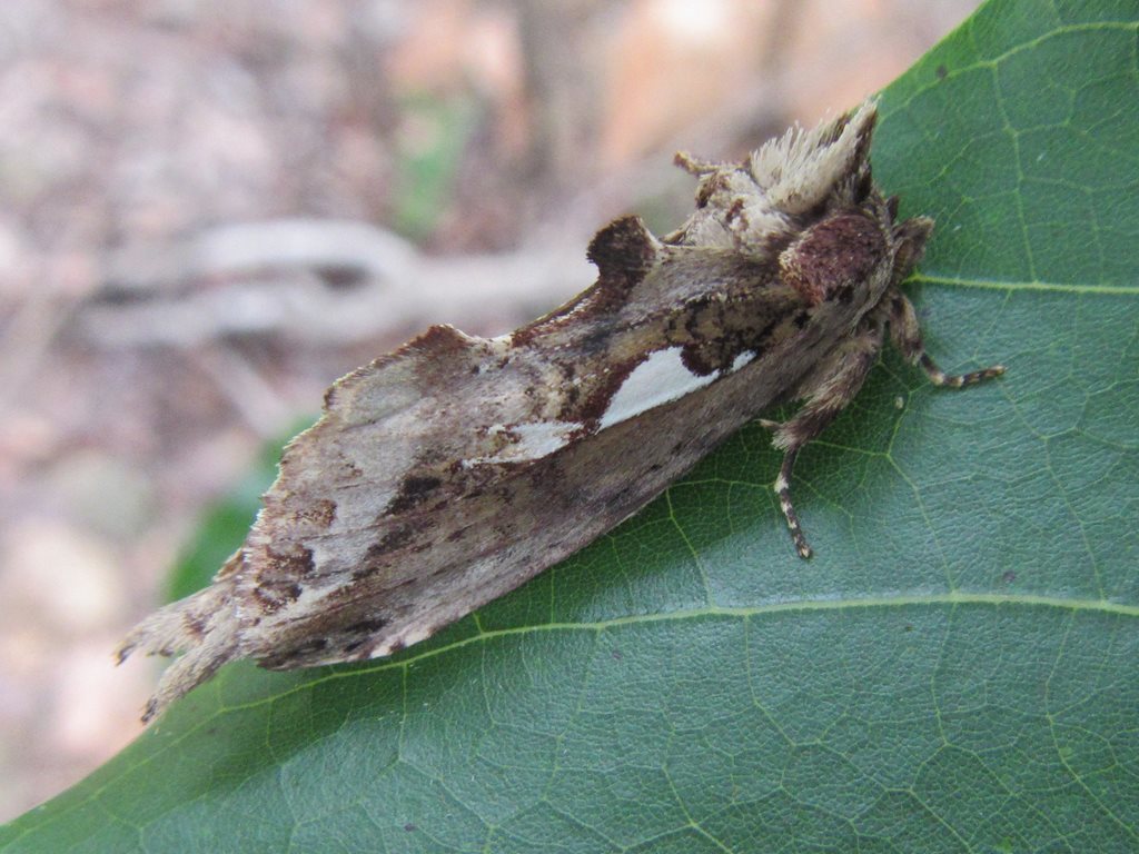Spataliinae