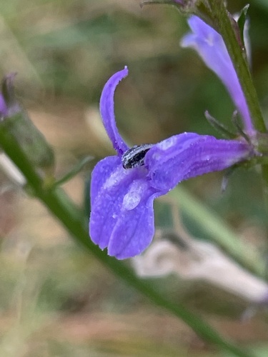 Image of Acrid lobelia by (c) nevwright, some rights reserved (CC BY)