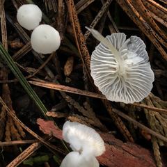 Heliomyces decolorans