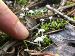 Heliomyces decolorans