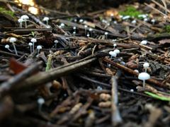 Heliomyces decolorans