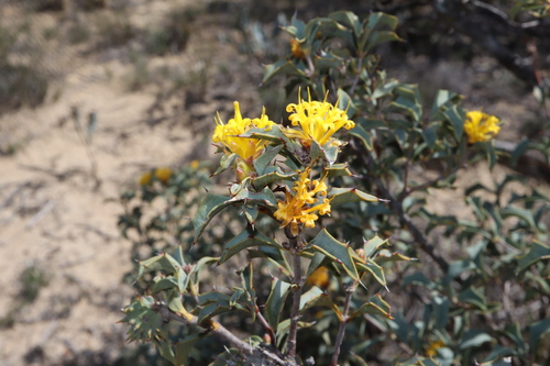 Image of Lambertia ilicifolia by (c) Thomas Mesaglio, some rights reserved (CC BY)