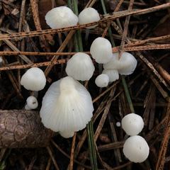 Heliomyces decolorans