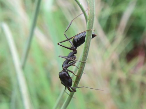 特氏大齿猛蚁Odontomachus turneri