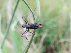 Odontomachus turneri