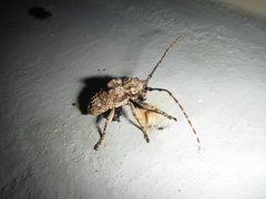 Menyllus maculicornis