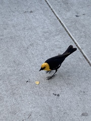 Xanthocephalus xanthocephalus