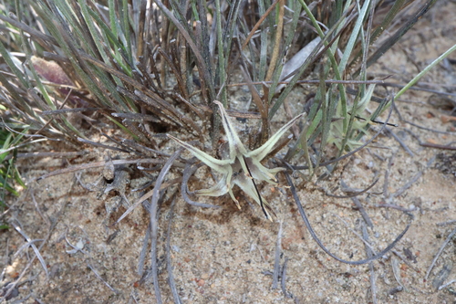 Conostylis argentea (Conostylis argentea)