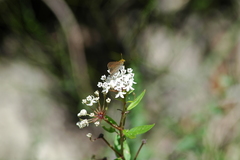 Asclepias texana