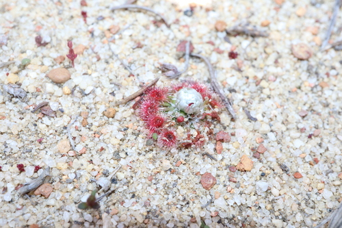 Image of pearly sundew by (c) Thomas Mesaglio, some rights reserved (CC BY)