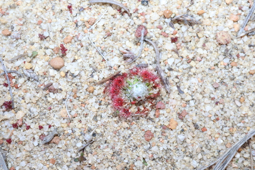 Image of pearly sundew by (c) Thomas Mesaglio, some rights reserved (CC BY)