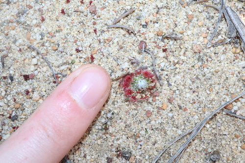Image of Drosera pycnoblasta by (c) Thomas Mesaglio, some rights reserved (CC BY)