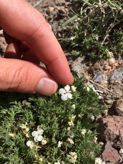Phlox hoodii canescens