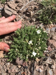 Phlox hoodii canescens