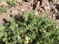 Phlox hoodii canescens