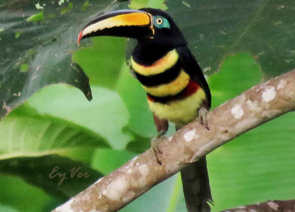 Many-banded Aracari (Aves de Pastaza / Birds of Pastaza Province, Ecuador)  · iNaturalist