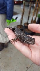 Sceloporus occidentalis