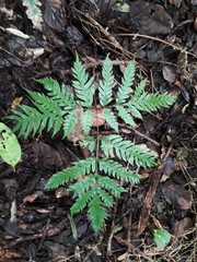 Pteris carsei