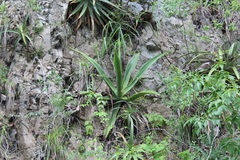 Agave kewensis