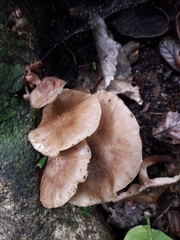 Armillaria limonea