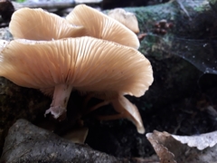 Armillaria limonea