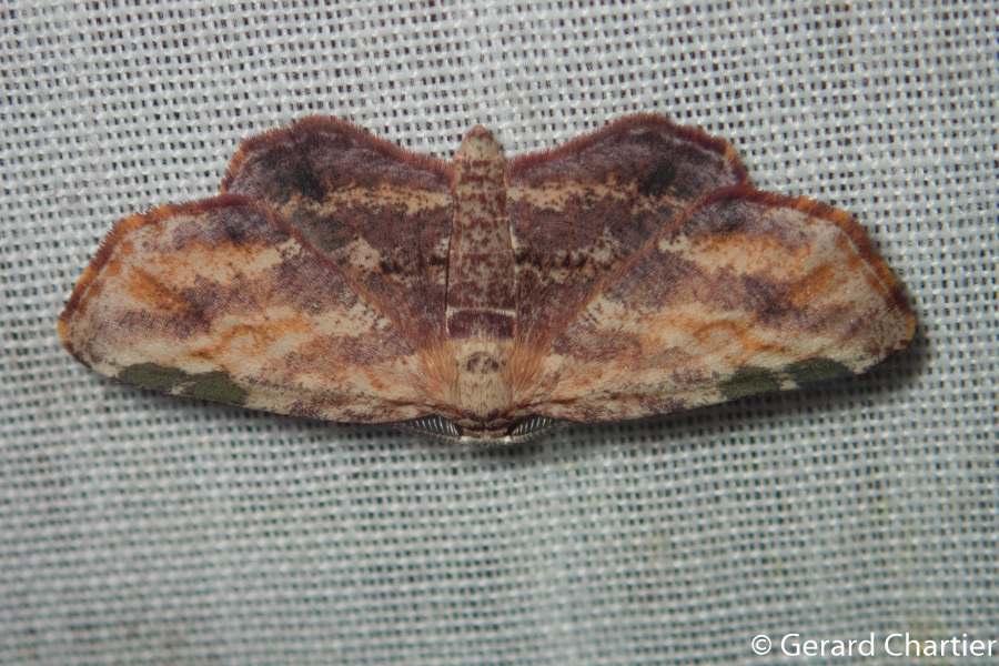Achrosis longifurca