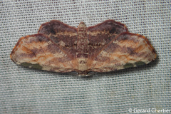 Achrosis longifurca