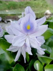 Pontederia crassipes