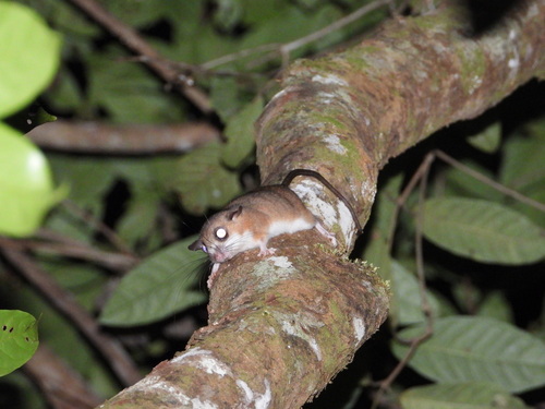 Pogonomys observed 2024-08-31