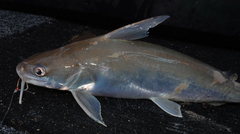 Roundsnout Sea Catfish photo 2