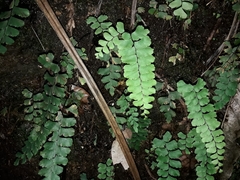 Adiantum diaphanum