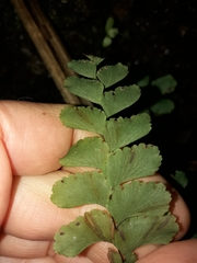 Adiantum diaphanum