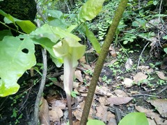 Arisaema macrospathum