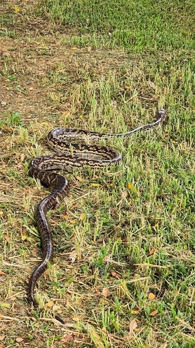 Australian Scrub Python sighting