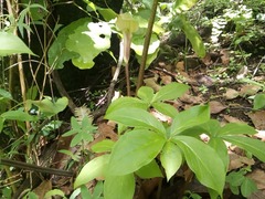 Arisaema macrospathum