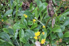 Packera toluccana