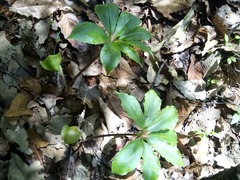 Arisaema macrospathum