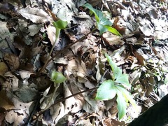 Arisaema macrospathum