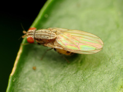 Poecilolycia