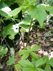Arisaema macrospathum