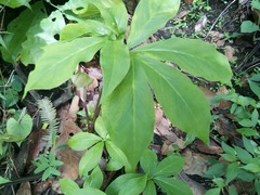 Arisaema macrospathum