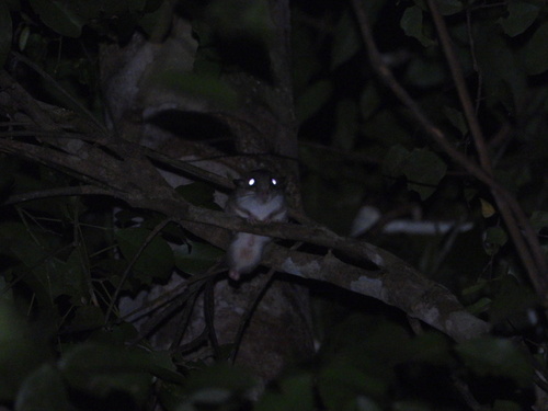 Pogonomys macrourus observed 2024-08-31