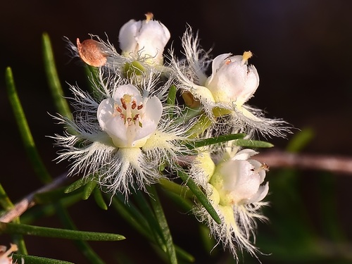 Image of Verticordia cunninghamii by (c) Roland Muench, some rights reserved (CC BY)