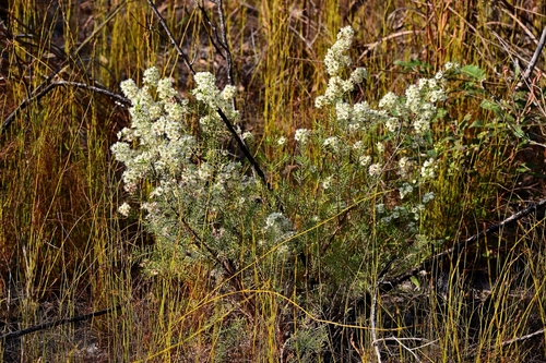 Image of Verticordia cunninghamii by (c) Roland Muench, some rights reserved (CC BY)