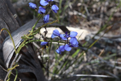 Comesperma volubile (Comesperma volubile)