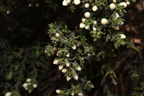 Image of Westringia rigida by (c) Thomas Mesaglio, some rights reserved (CC BY)